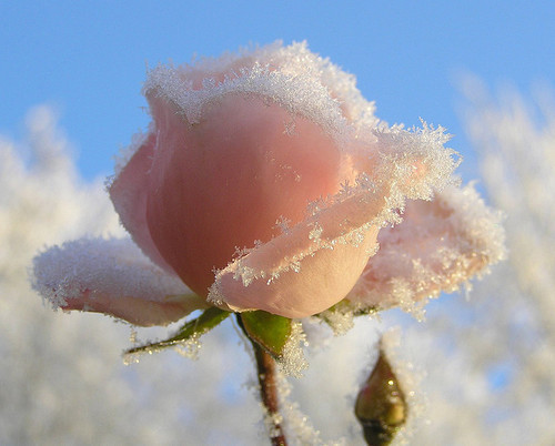 冬天关于雪的优美句子 雪，温暖了整个冬天