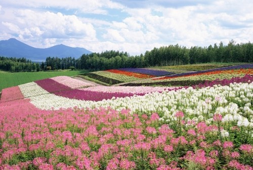 花海