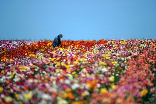 花海