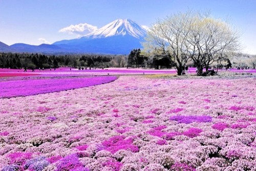 花海