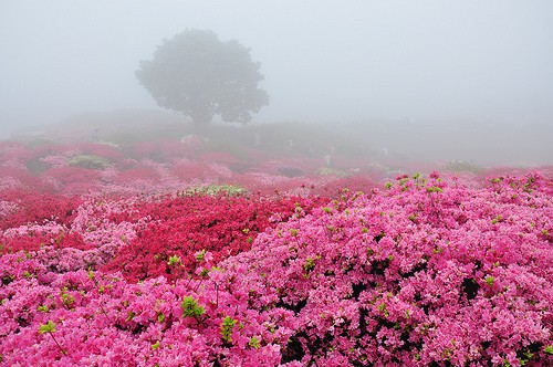 花海