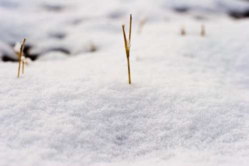 关于雪的句子大全