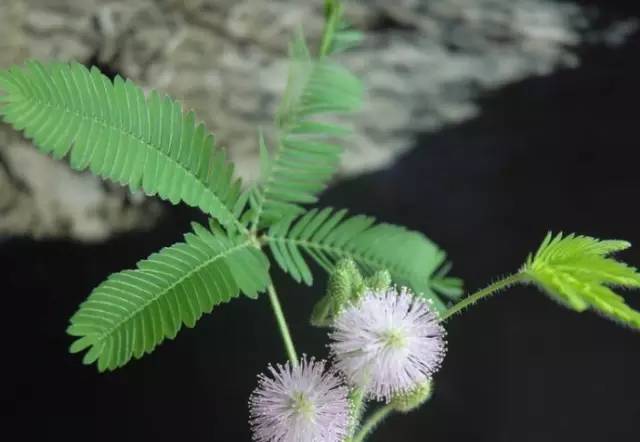 没心没肺的经典语录