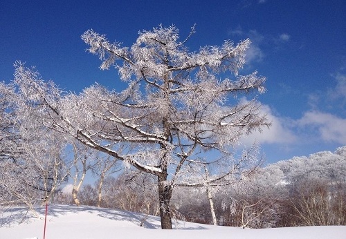 下雪了的句子说说心情