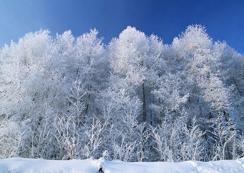 描写雪景的优美片段