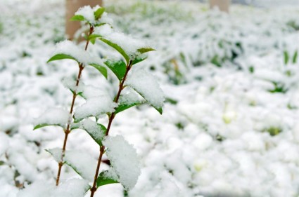 描写冬天雪景的句子