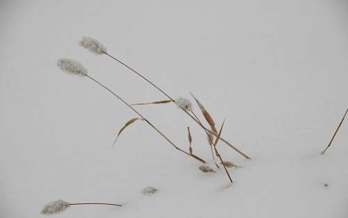 赞美冬天雪景的句子