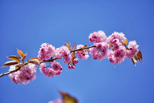 春天花开的唯美句 看到花开的心情短语