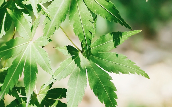 写给女朋友的情话(精选52句)