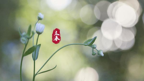 立春到,雨丝飘,短信祝福来打扰(精选10句)