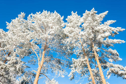 下雪天短信保暖问候语(精选10句)