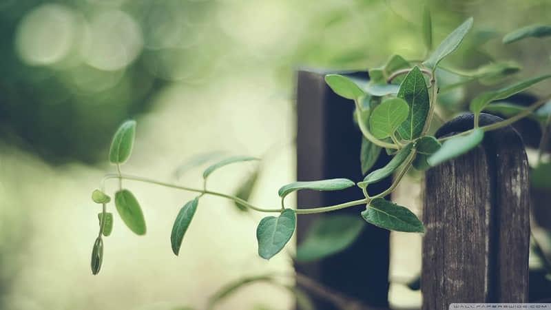 教师节经典说说 适合教师节发的说说(精选12句)